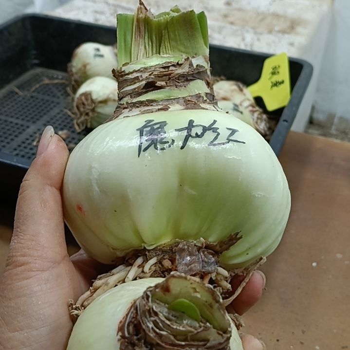 自***风无花朵魔力红8+双柔5.8