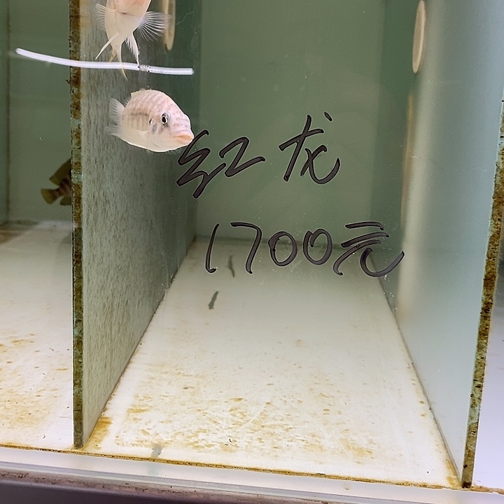 海水鱼观赏鱼观赏鱼