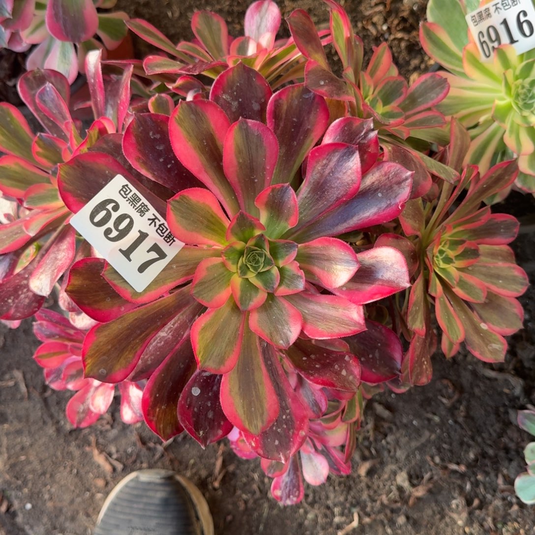 法师凤冠有断无售后6917 19-35