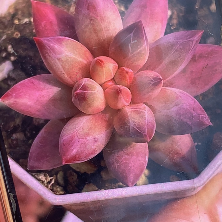 虞美人正版  （满9.9包邮不满9.99发叶子）