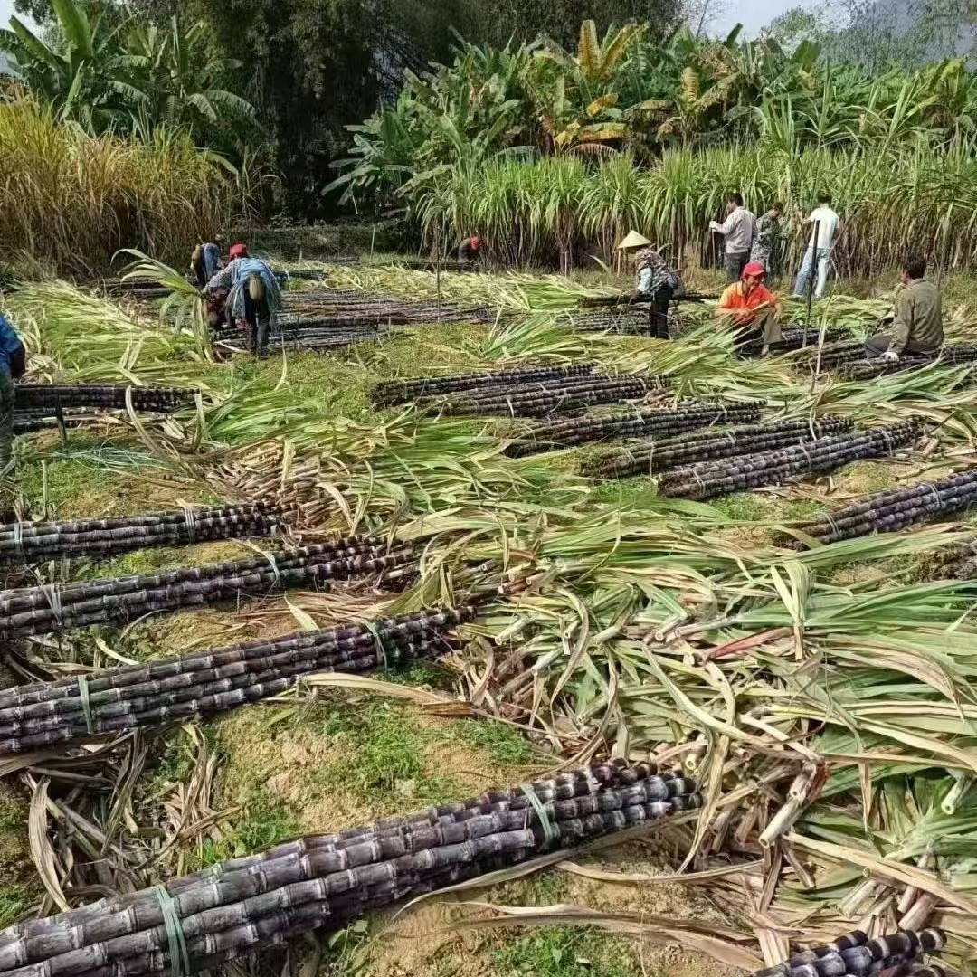 广东脆皮大甘蔗15元一根