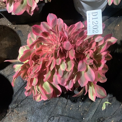 1202鲸落多肉缀化