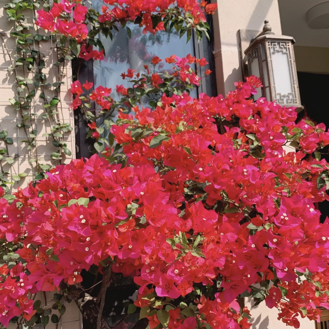 【同安红】三角梅花盆栽原盆带花基地直发花卉绿植爆花