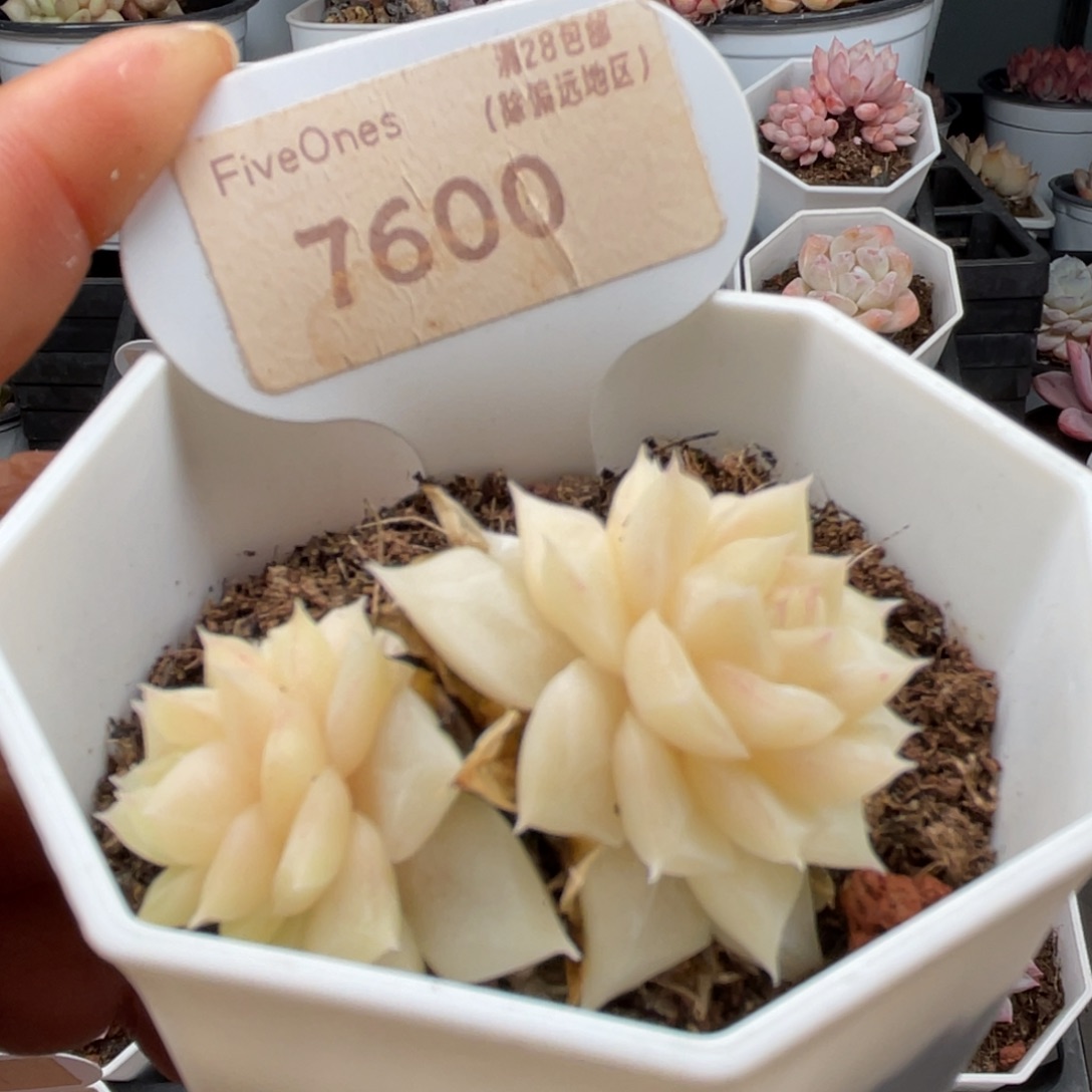 白天鹅7600-4.5厘米