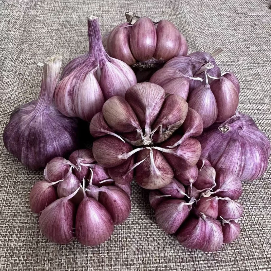 云南正宗紫皮大蒜红皮干蒜农家自种可种植做腊八蒜蒜香浓郁