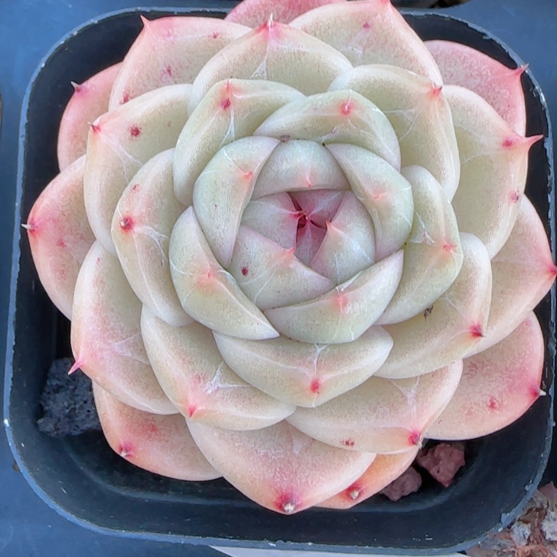 幸***.花语多肉1228-437