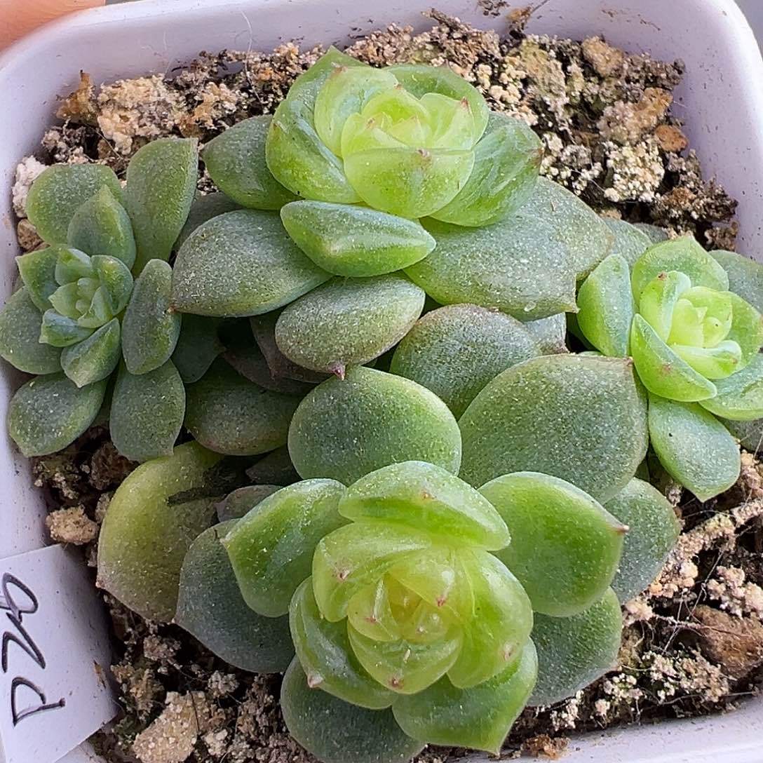四头Ｐ26甜心。    