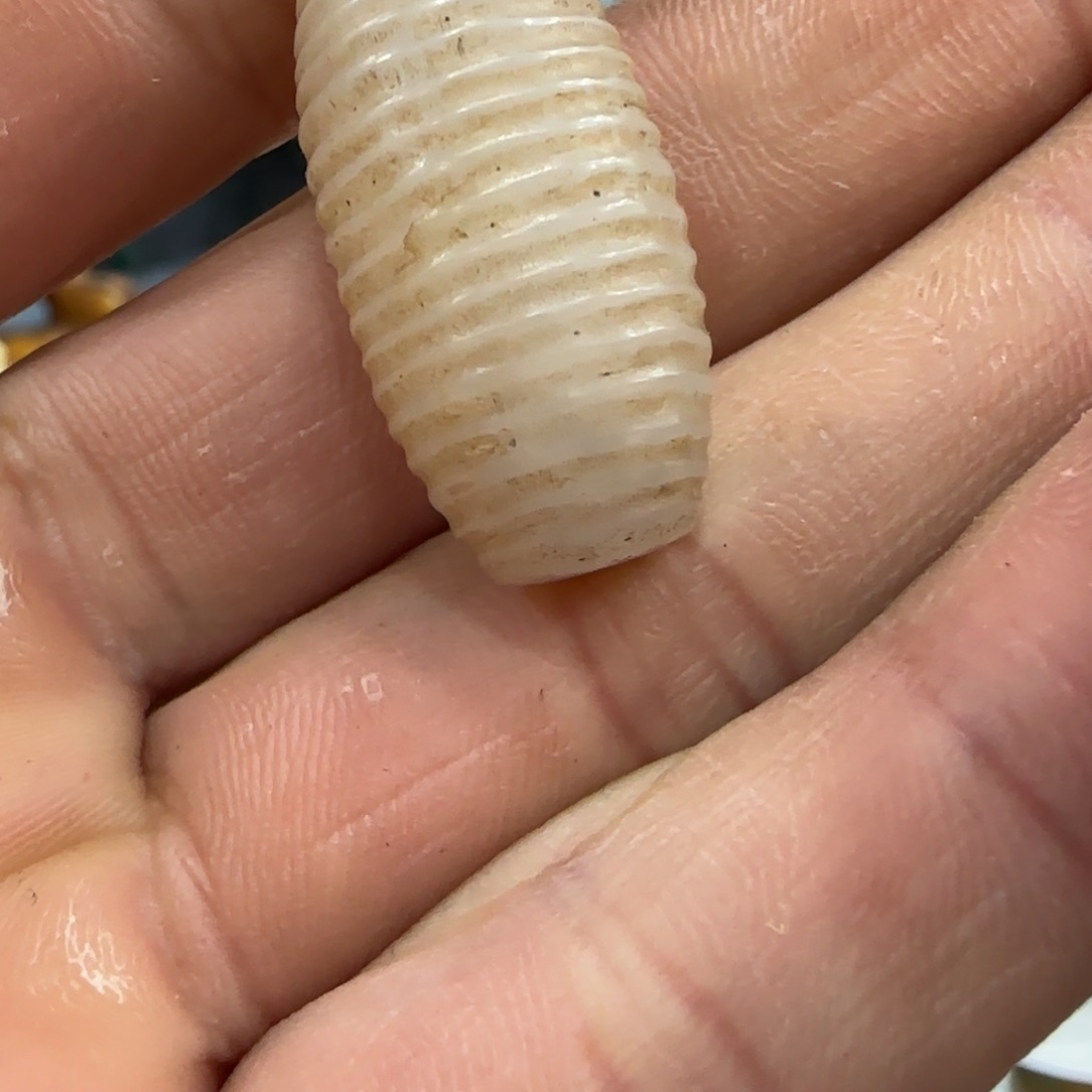 和田玉（糖玉）瓷玉111111111111111111未镶嵌