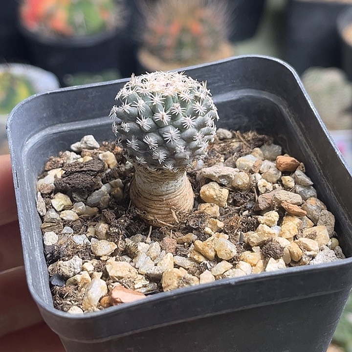 红花海胆娇丽实生球