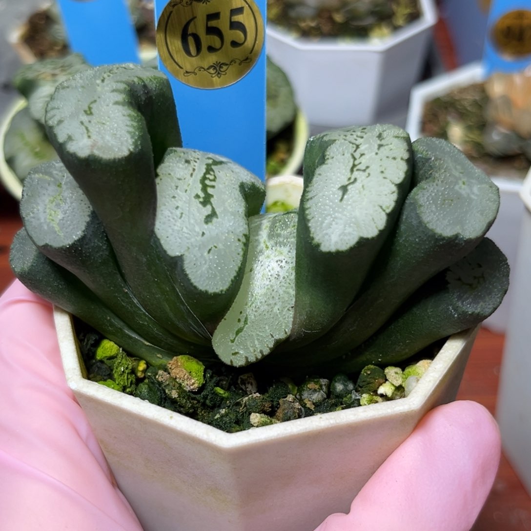 恭喜发财大吉大利655