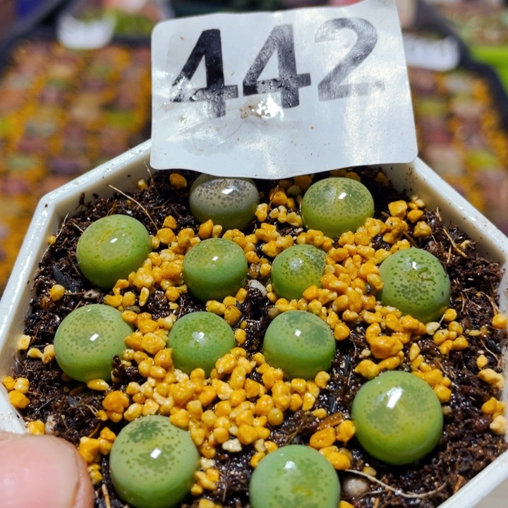 442绿碧琉璃带盆l l l l