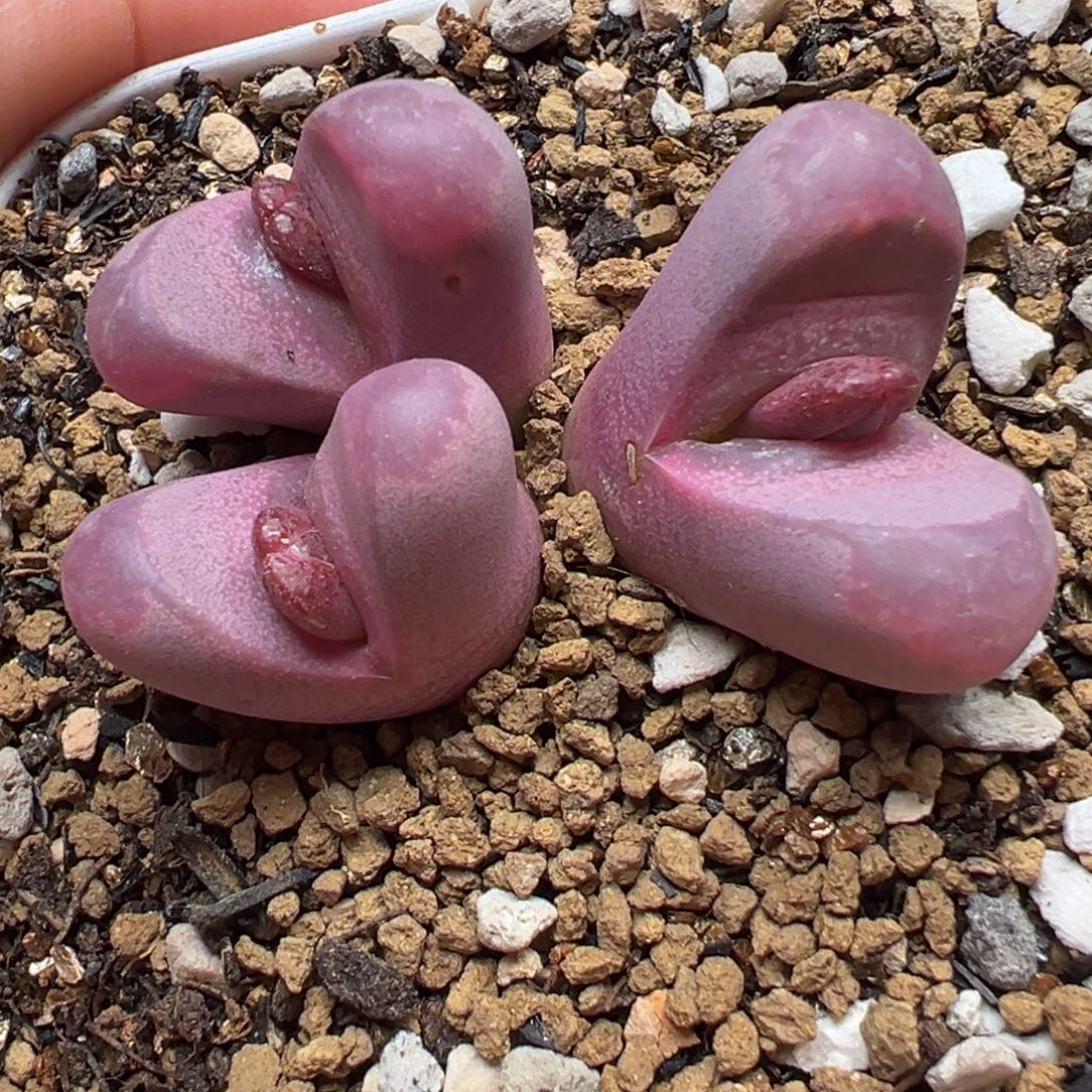 特价多肉植物百科365