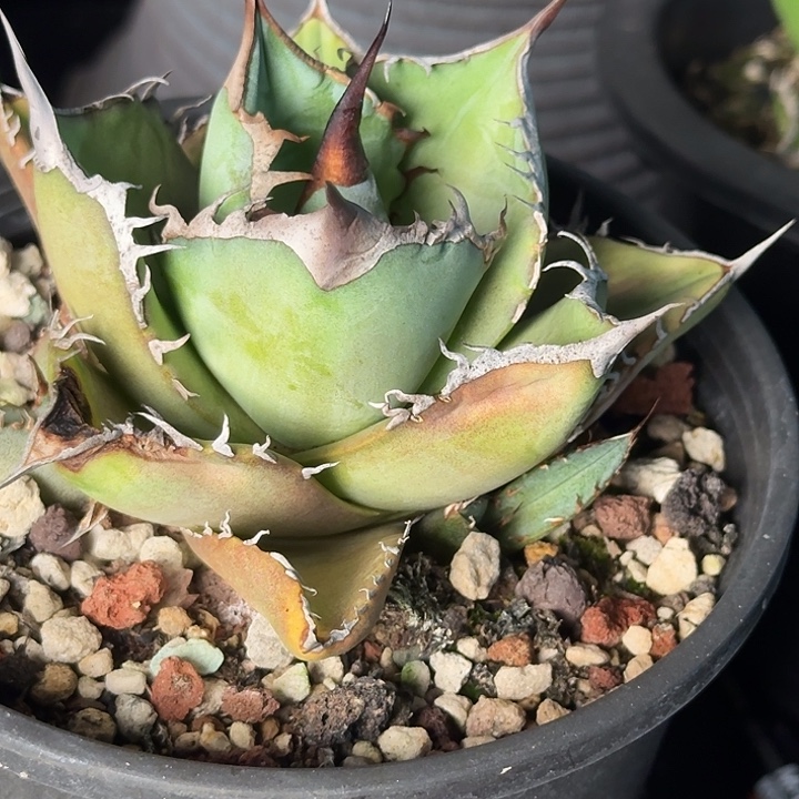 无花朵龙舌兰仁王冠黑桃