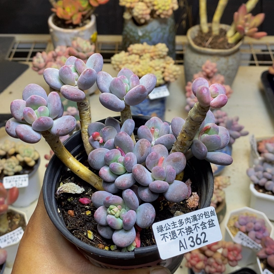 362苹果奶多肉8c m