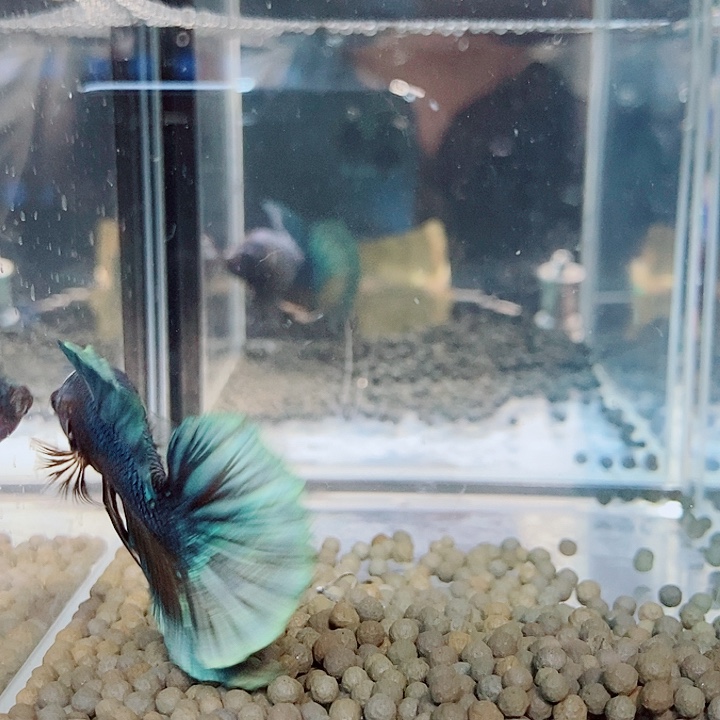 斗鱼黑115号巨丢将军