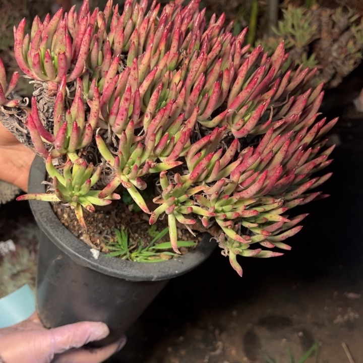 353哈哈哈哈哈哈哈