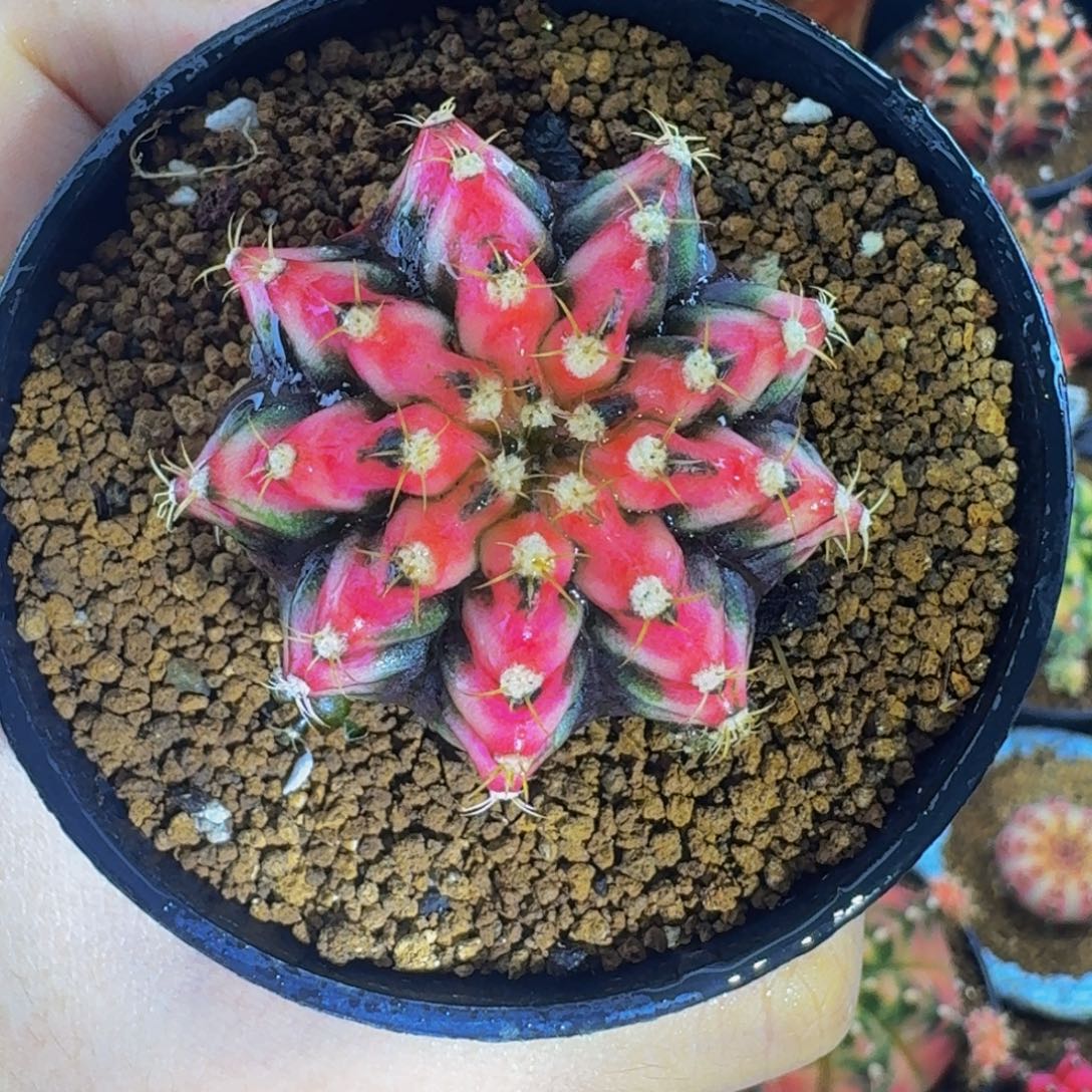 黑海锦0000000000000009