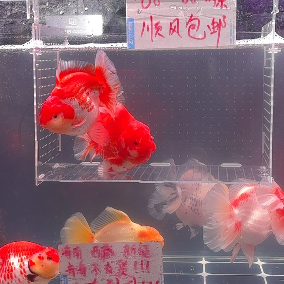 一往情深老板专拍链接