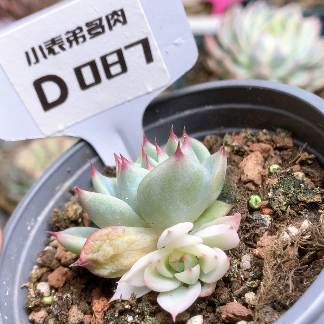 087锦锦锦锦锦锦锦