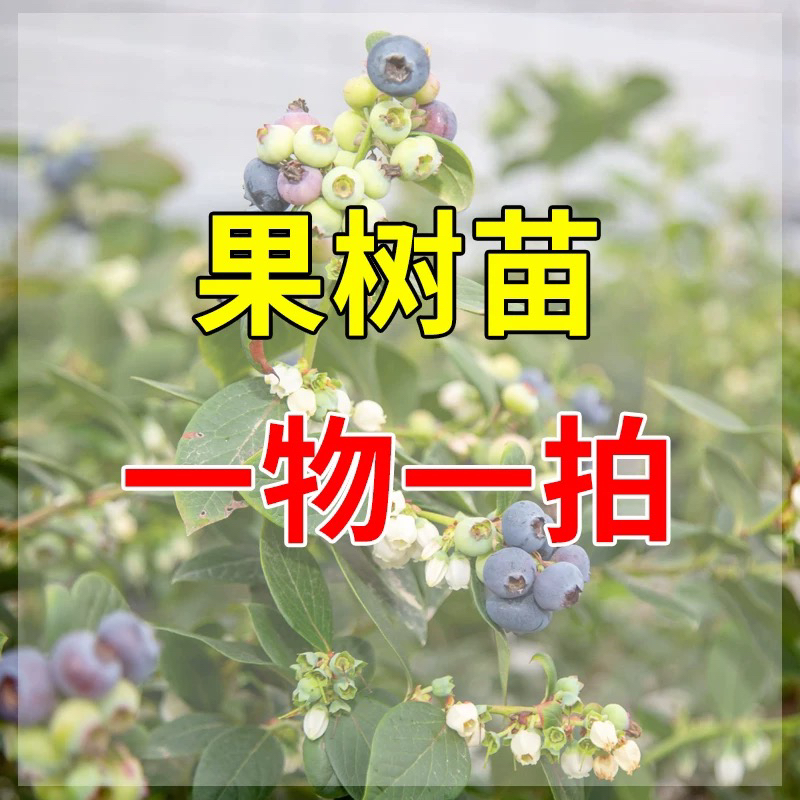 果树一物一拍专属链接