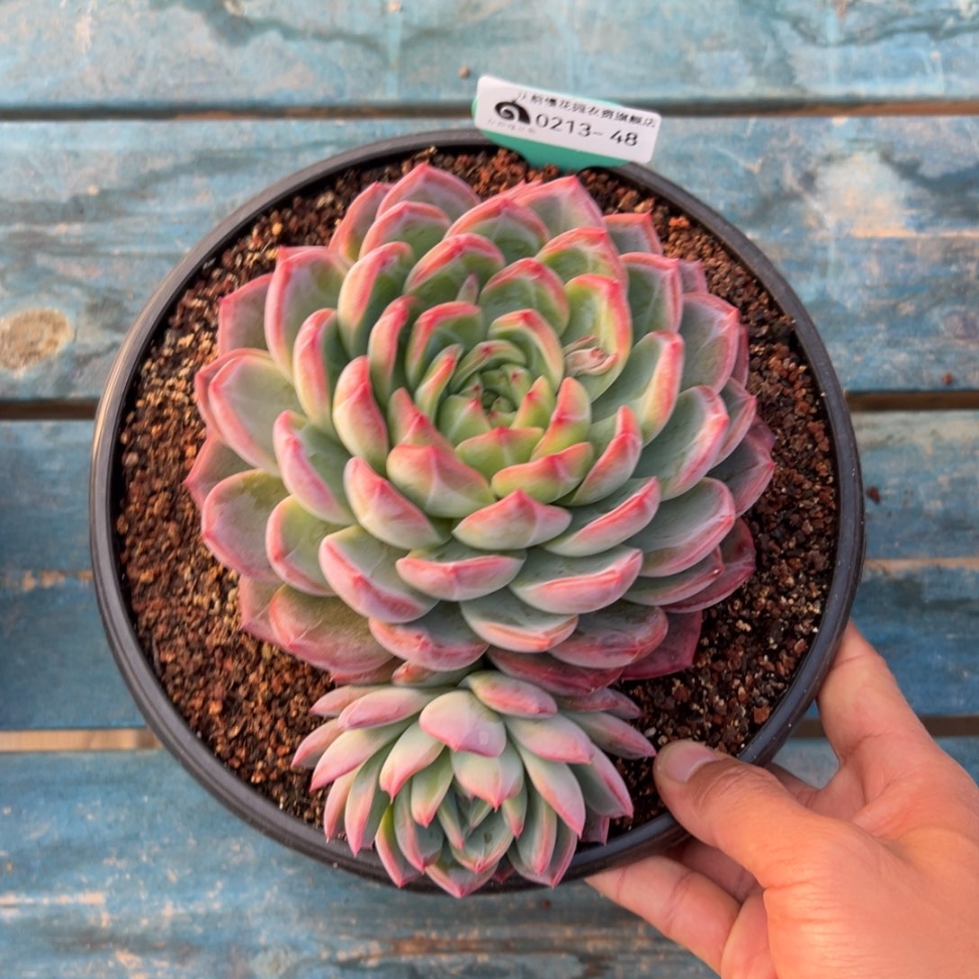 多肉一物一拍0213-48