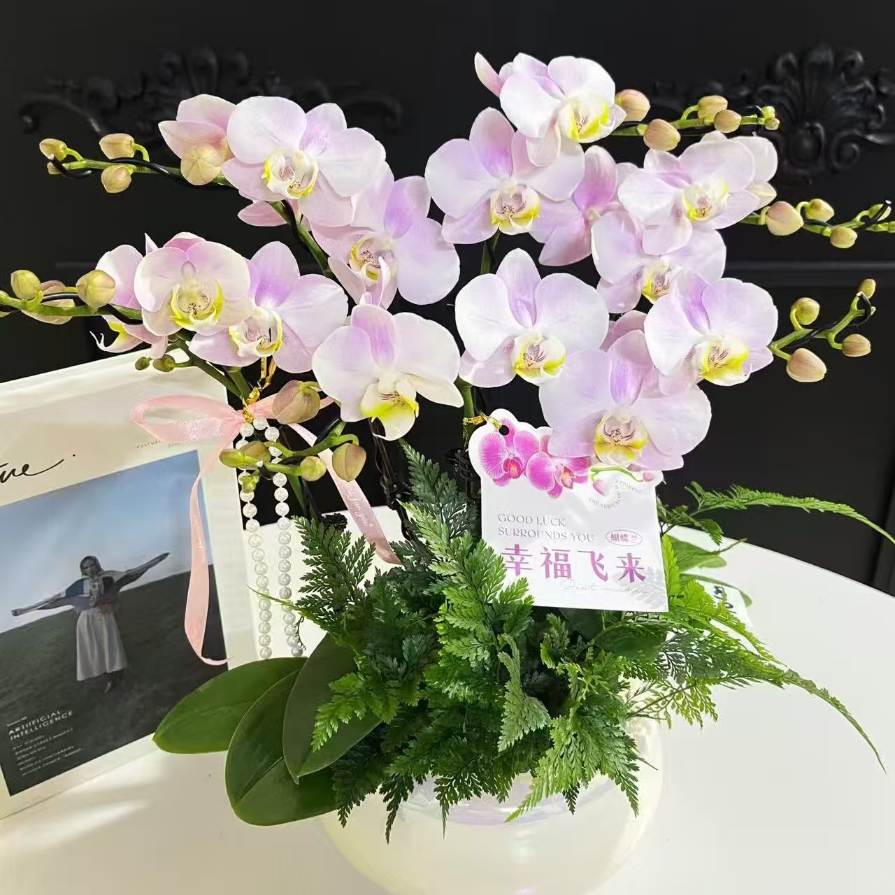 【天使的泪】3.0寸出剑苗根系不错包对版