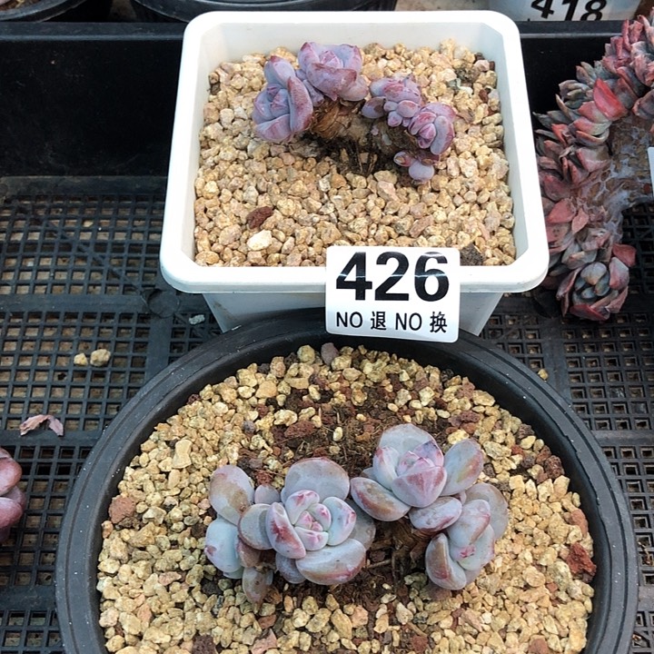 星影石榴籽福利出咯 426