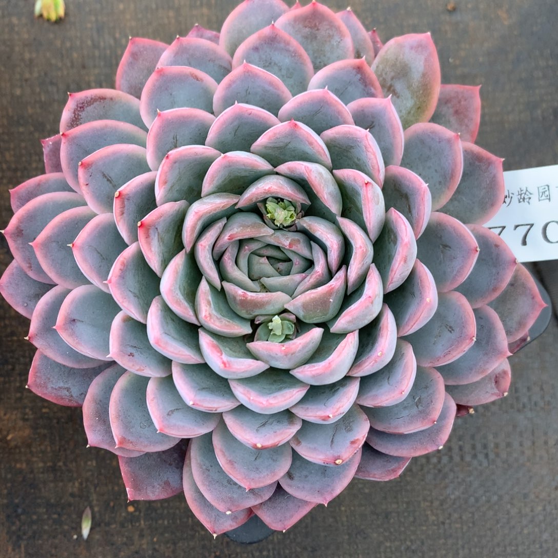 7705杂交精品基地12厘米