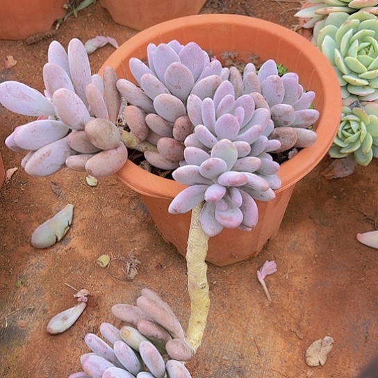 多肉植物的。。。。。。