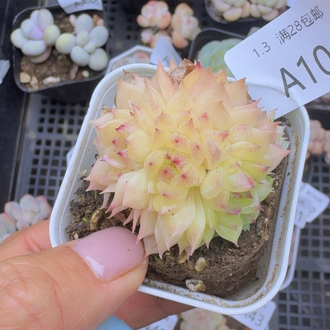 麦秆群一颗带盆发货