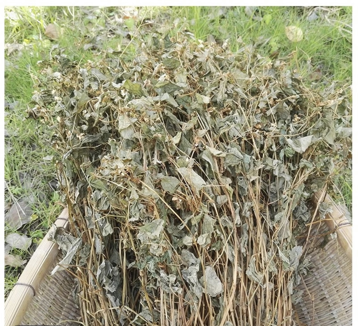 江西新余农家特产鱼腥草