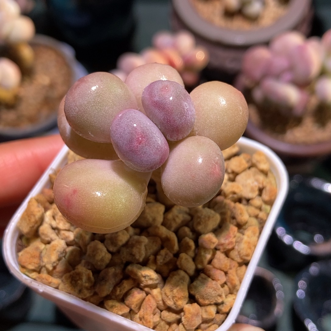 奶酪小老桩一物一拍