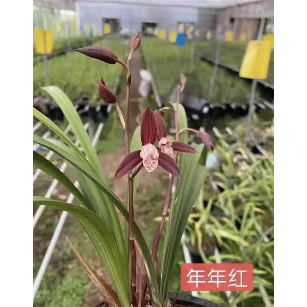 【年年红】建兰名品 老种3苗 花开浓香对版高档养兰