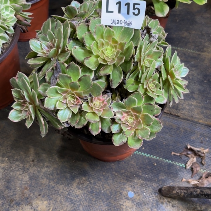 瑞妈多肉园艺115。万花筒