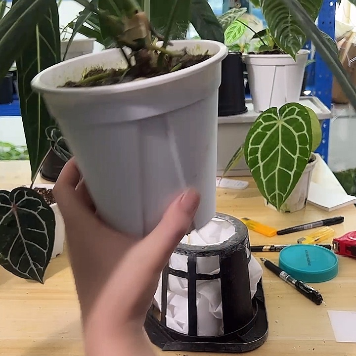 无花朵火鹤后，一物一拍