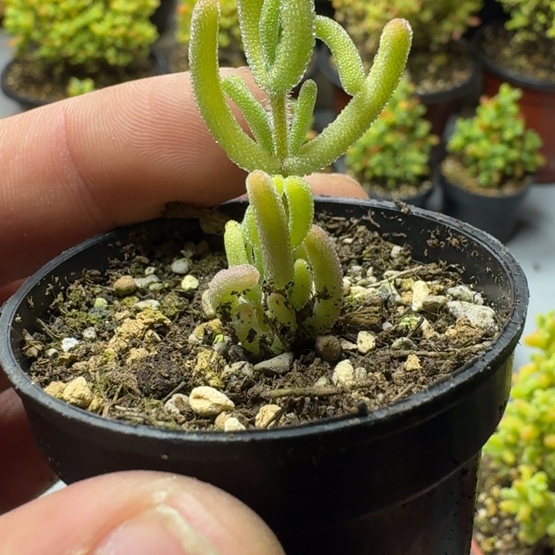 红叶锦 多肉植物枝干番杏