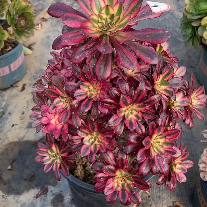 8香奶奶手捧多肉法师