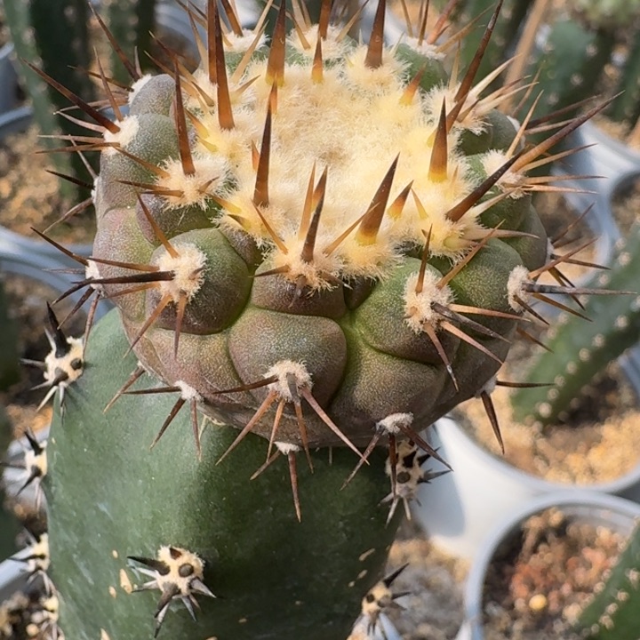 黑王苗接仙人球4.5