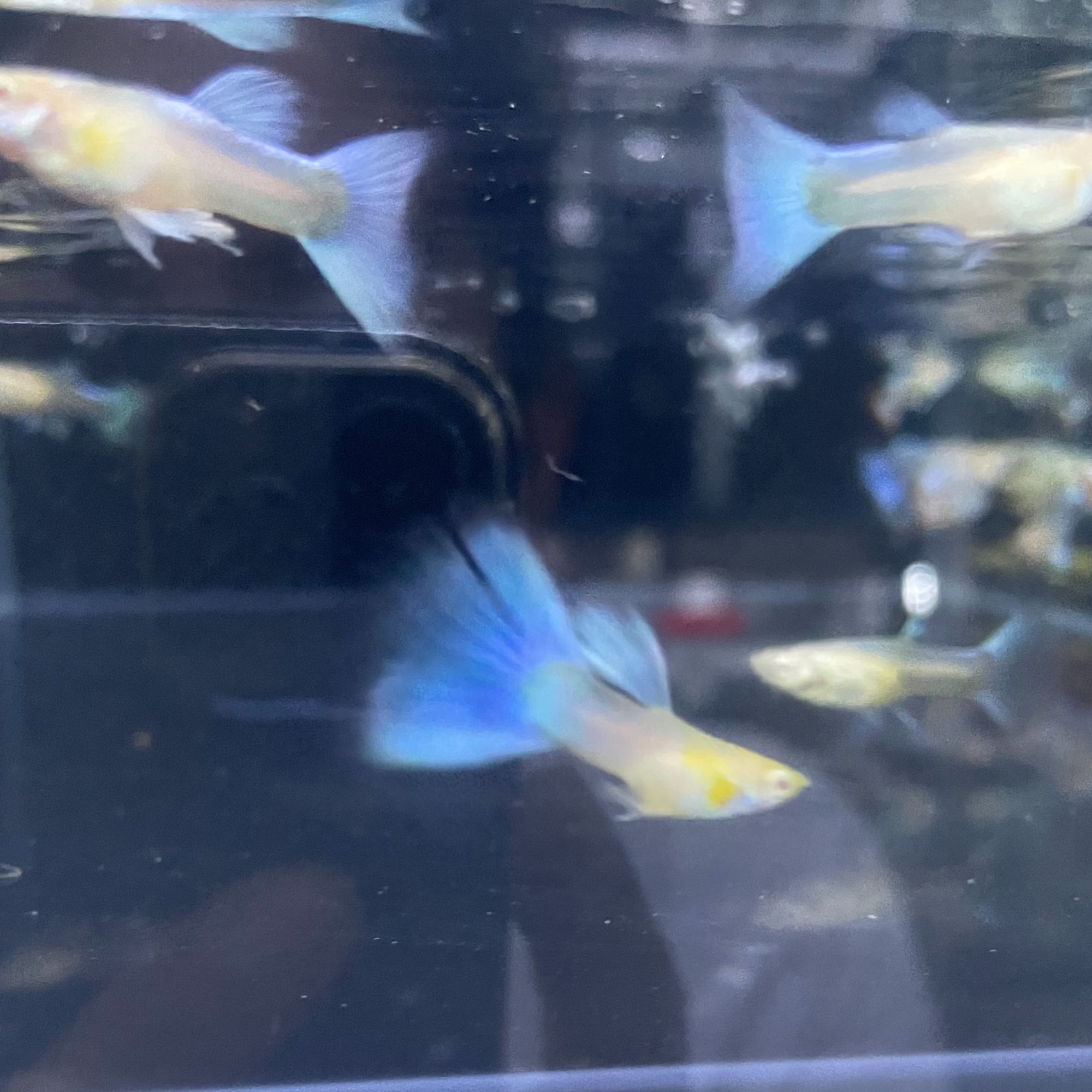 路费+打包费用（两公三母）鱼房精养天空蓝孔雀鱼（粗C淘汰子代）