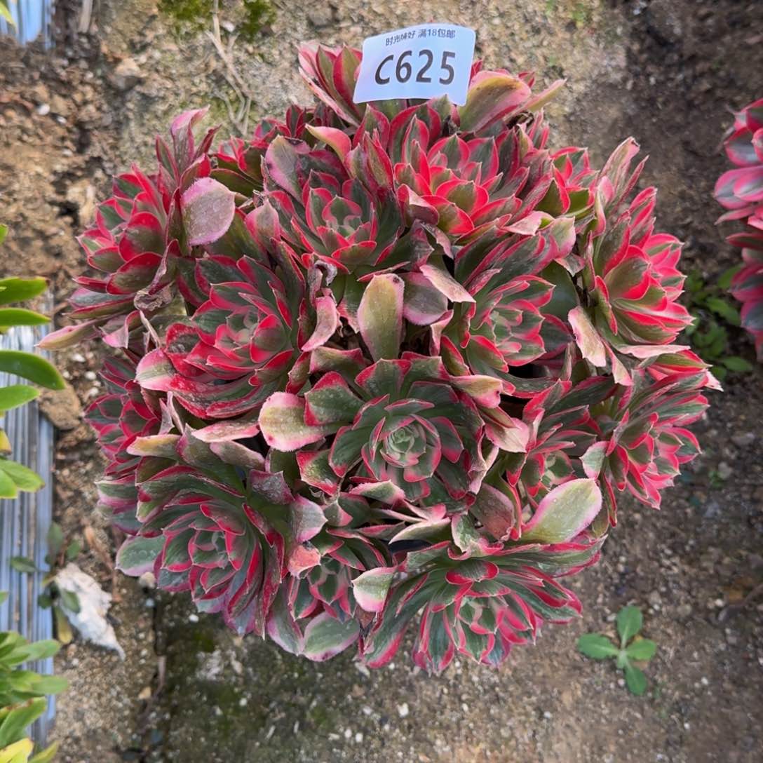 625妖月绣球，多肉植物