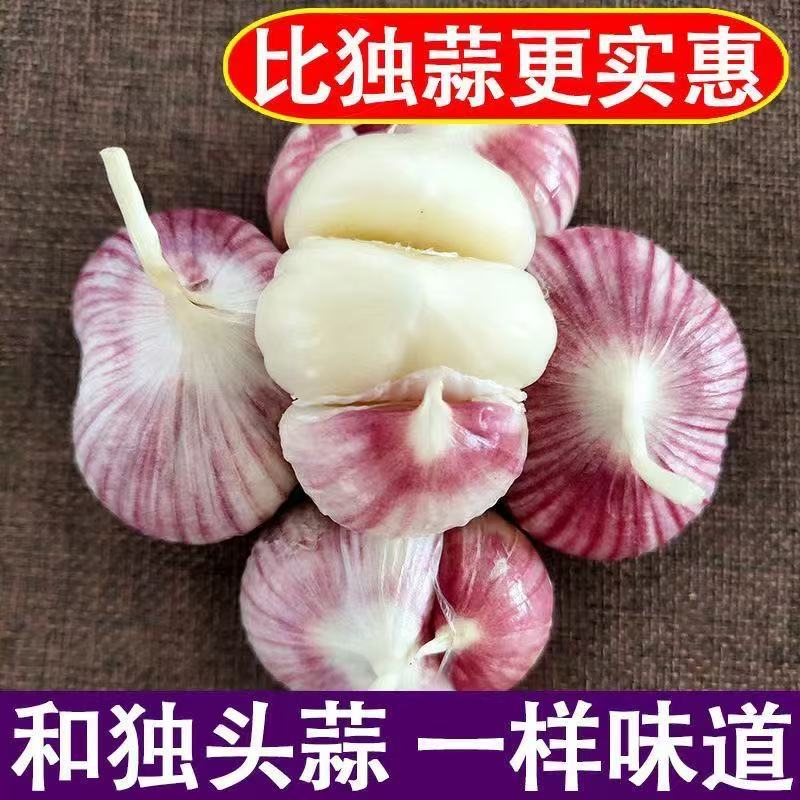 2025新鲜紫皮三瓣蒜新蒜红皮三丫蒜香辣多汁香蒜