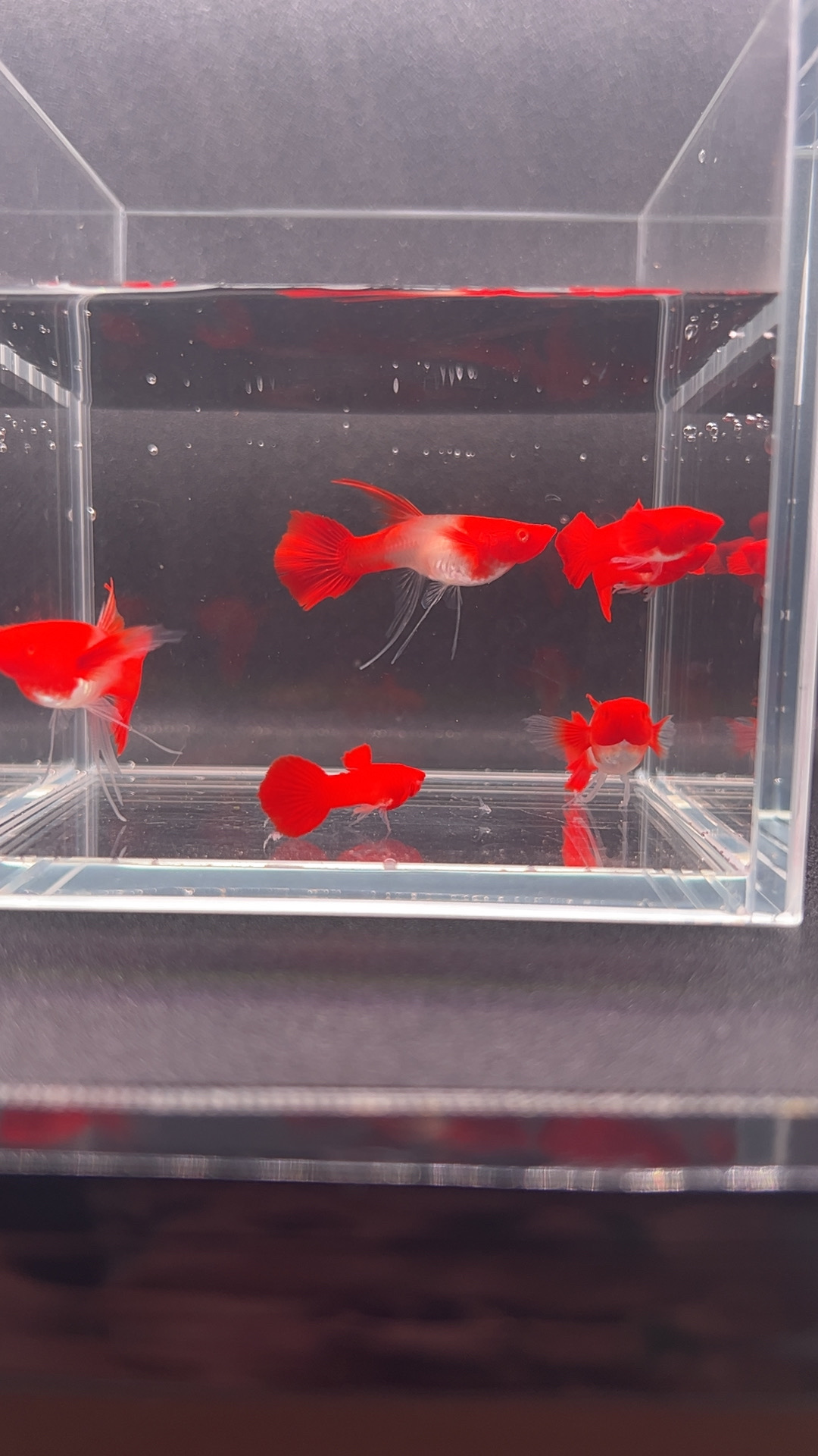 精品鸿运大c双分水招米鱼好养耐活（录开箱视频，签收2小时不赔）