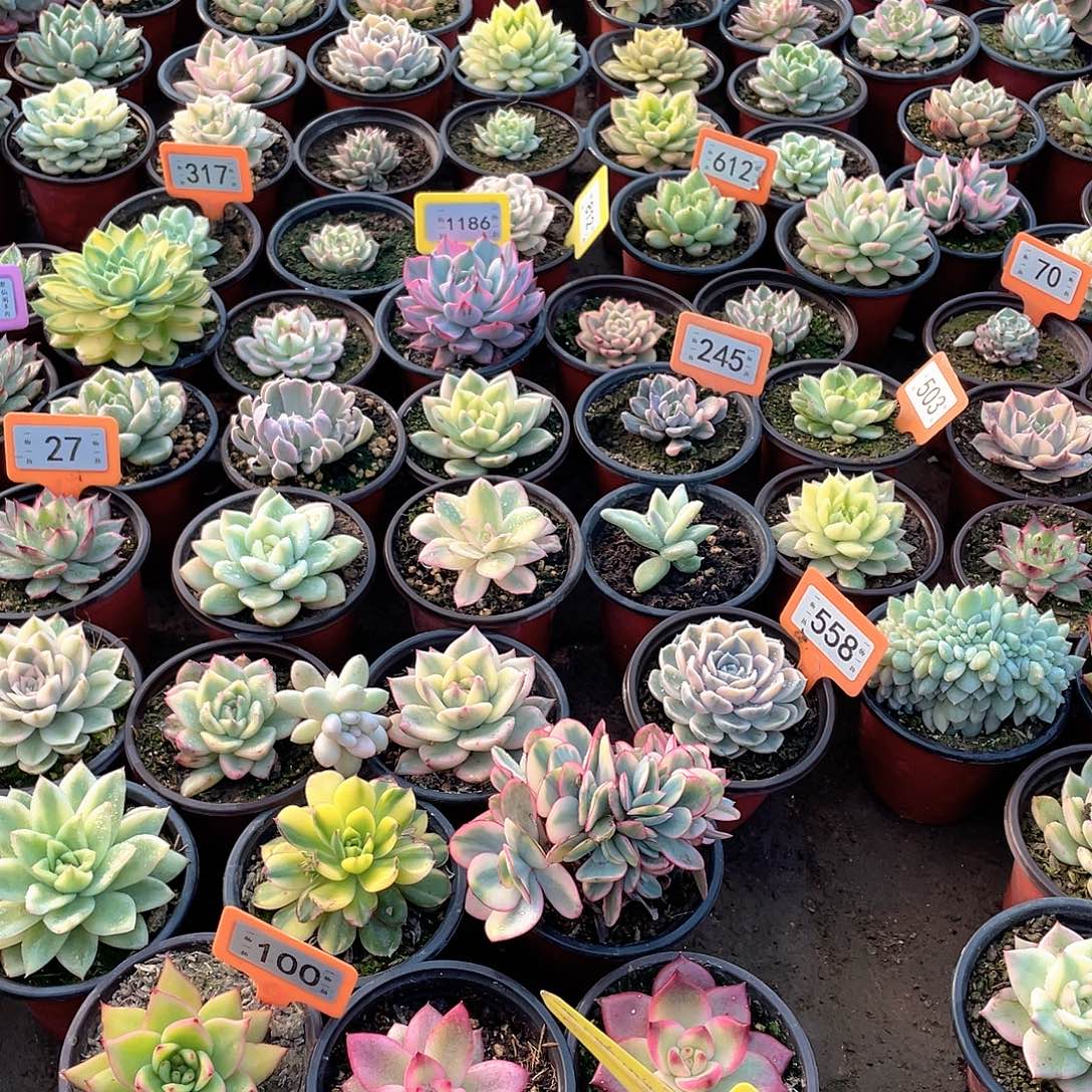 嘟***噜1006三个一组DuPont