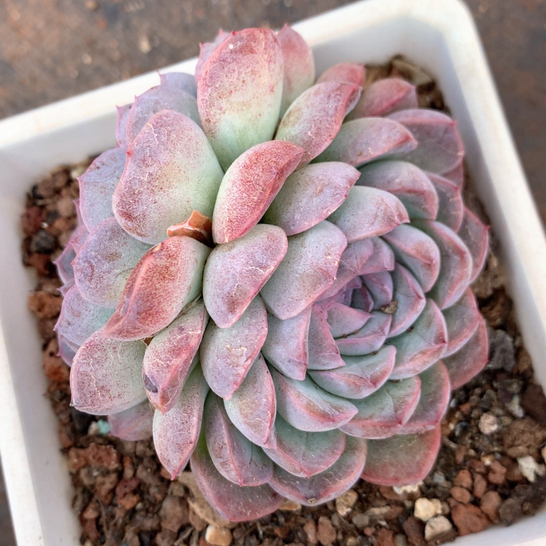 6824杂交多肉植物