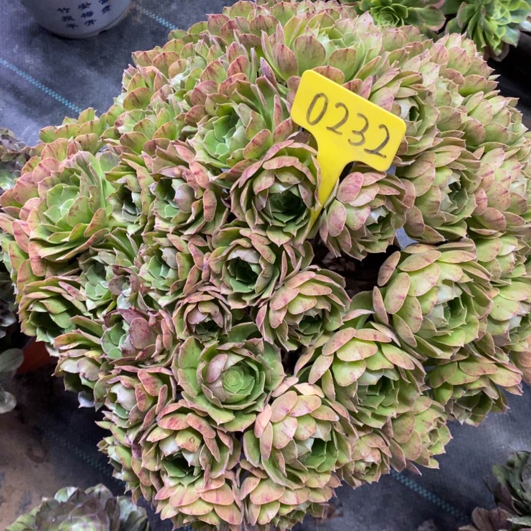 红陶0232万圣节一物一拍