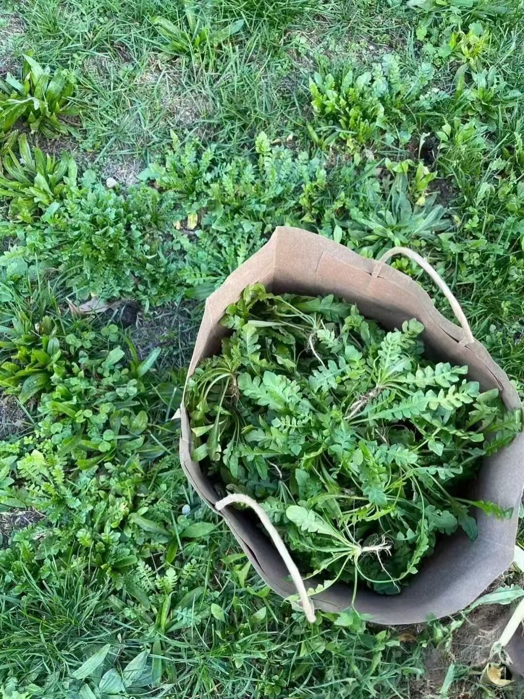 新鲜包邮农家种植新鲜荠菜可做春卷馅的月子菜河南发特产荠菜