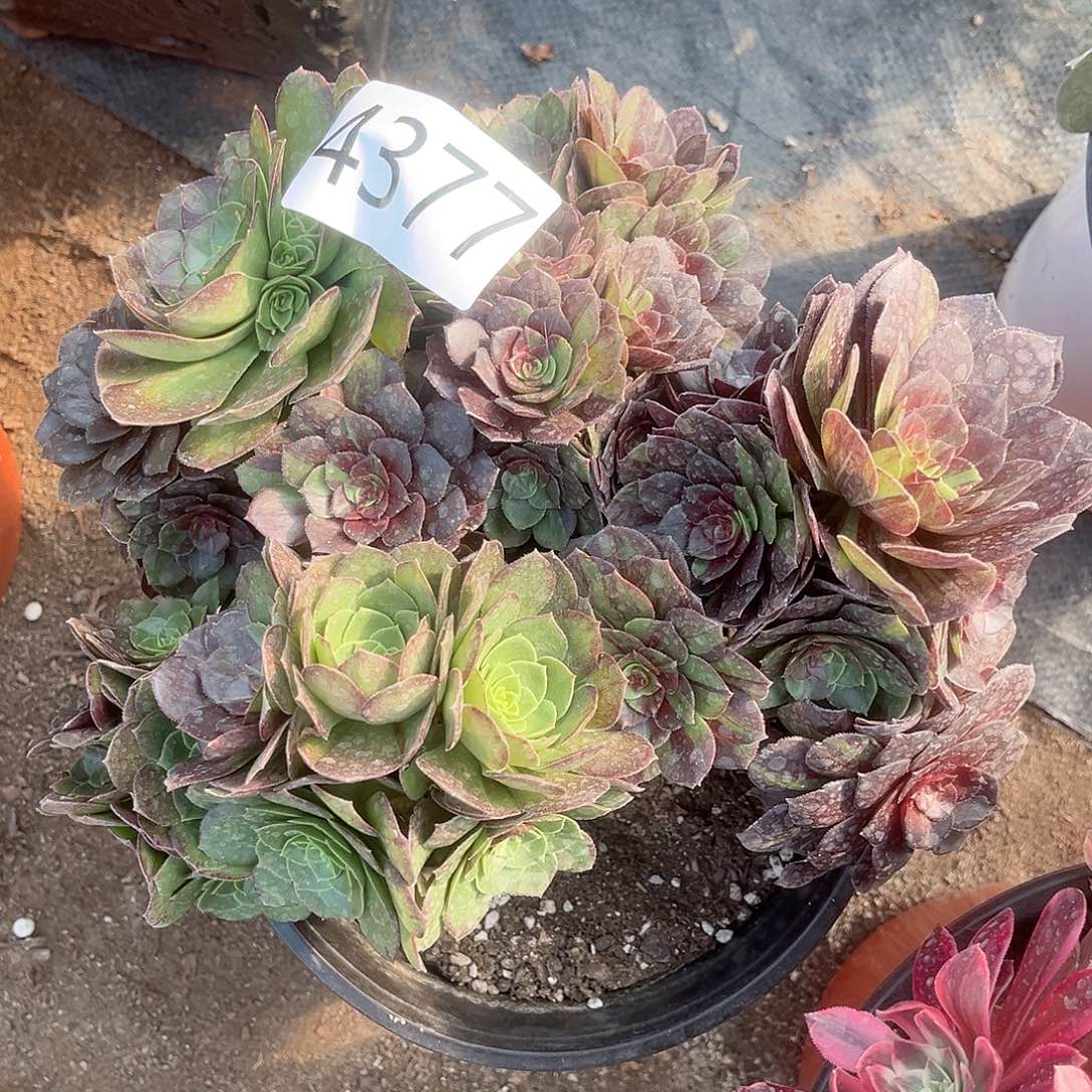 4377花月夜多肉植物