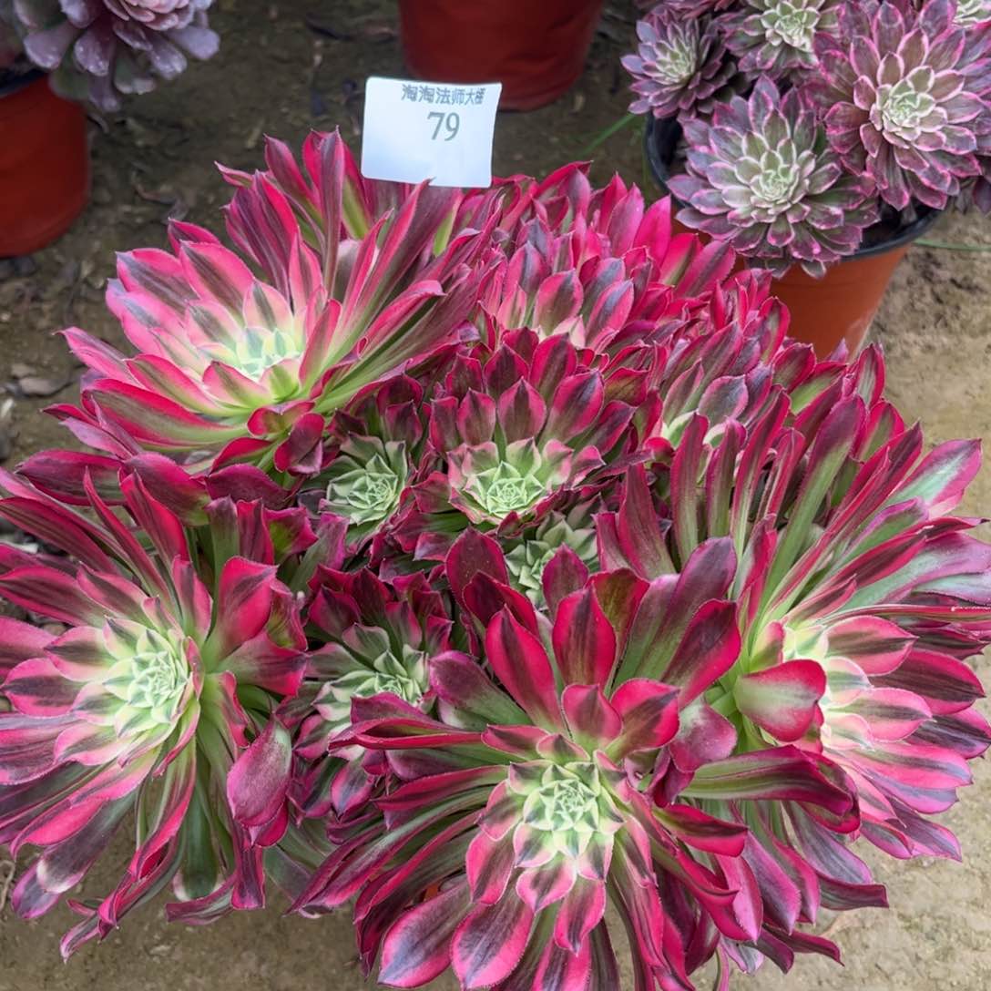 79天合丛林多肉植物法师