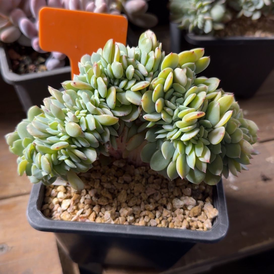 白凤杂小缀化111111111111