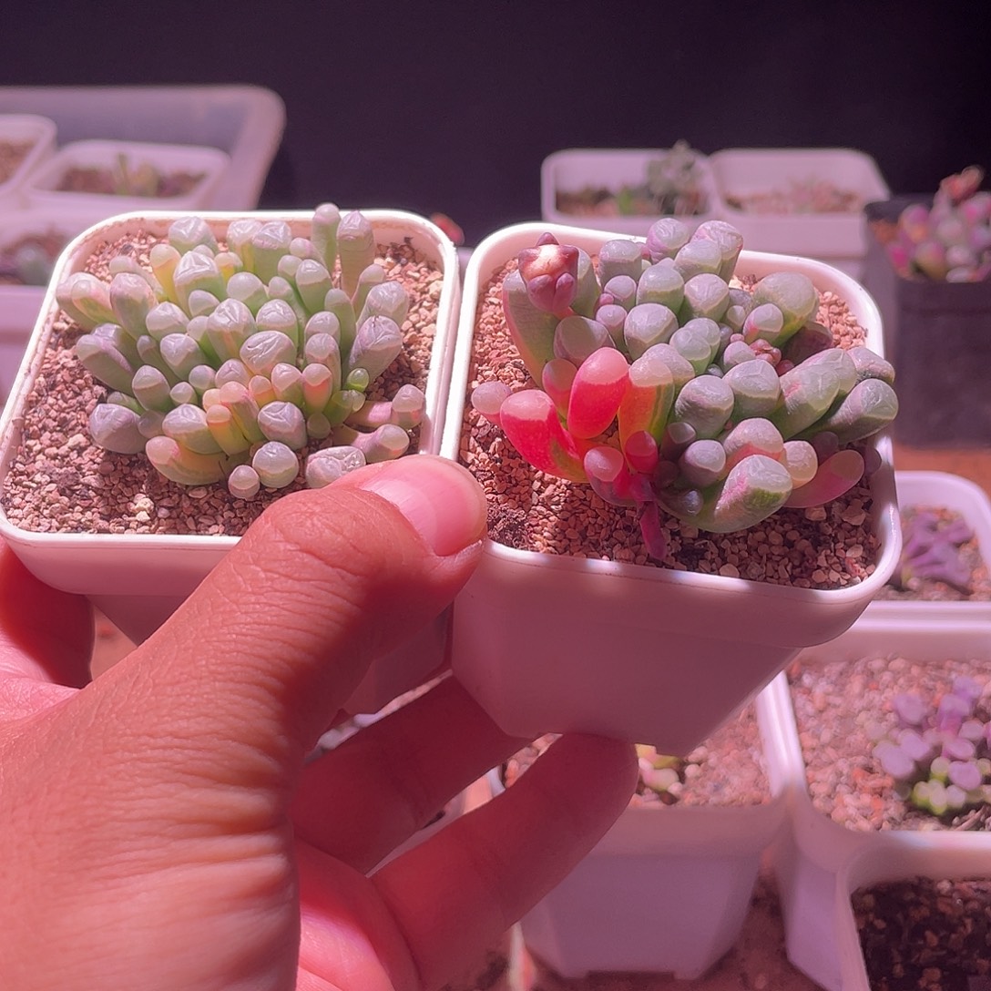 五十玲玉锦特价包邮